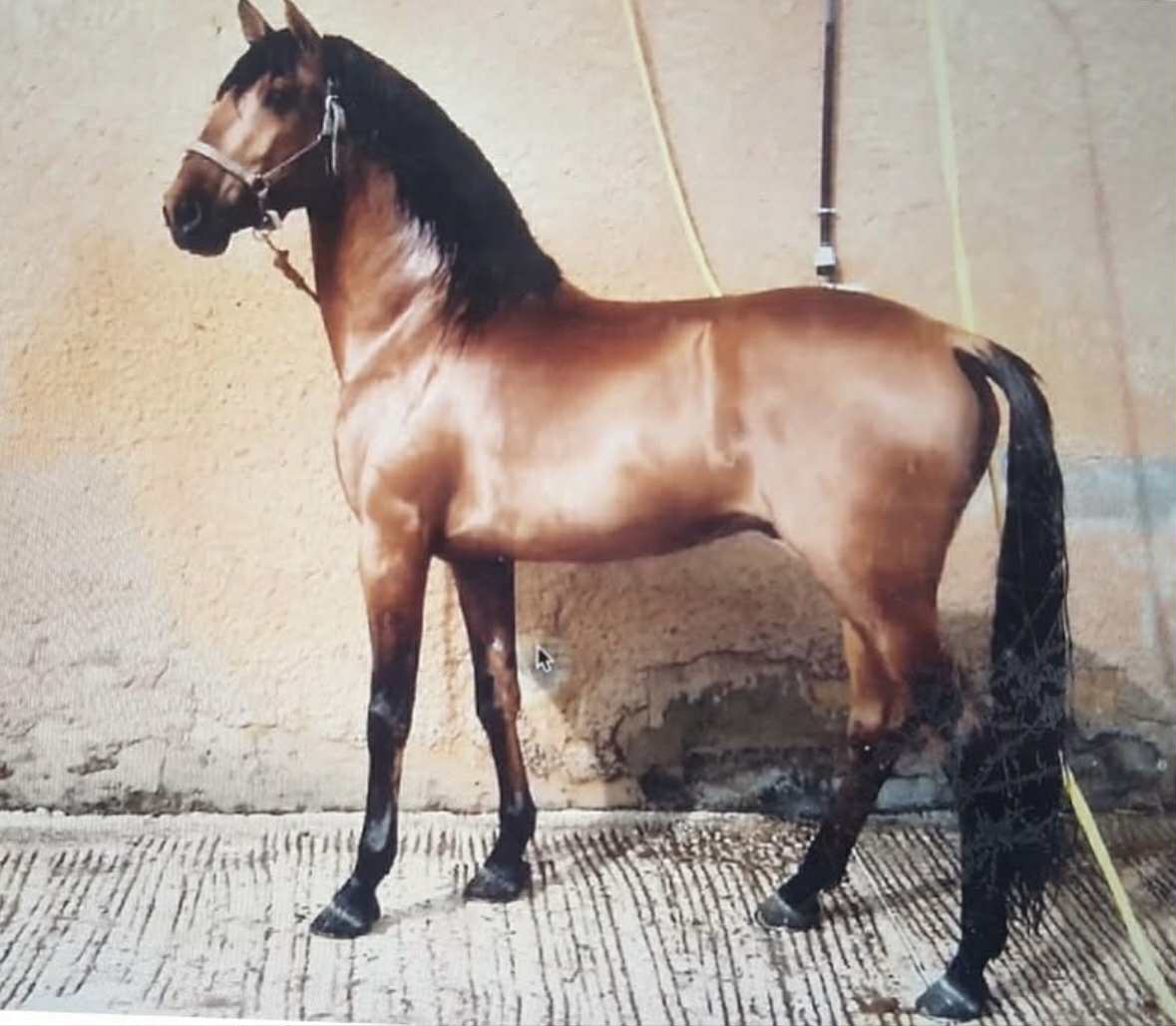 TROVADOR